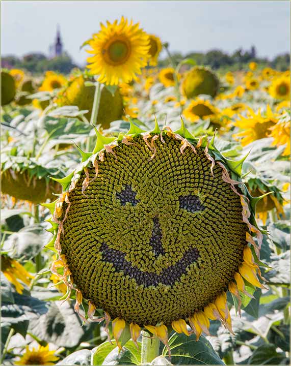 CuncuKretaš smajli !!!