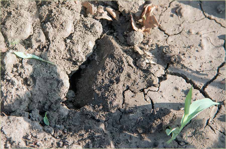 Velike vrućine II !!!