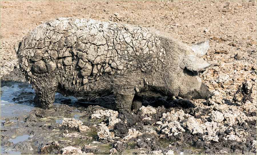 Eee..., kad bi oni vidili...