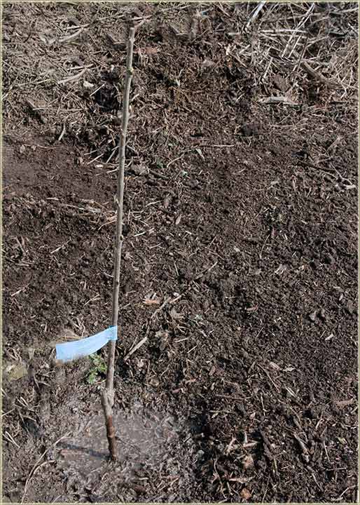 Pravo dobo za sâdnju !!!