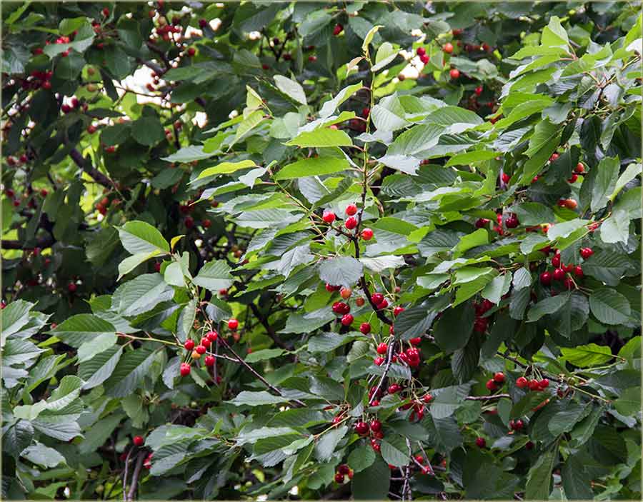 Crvenidu se trešnje...