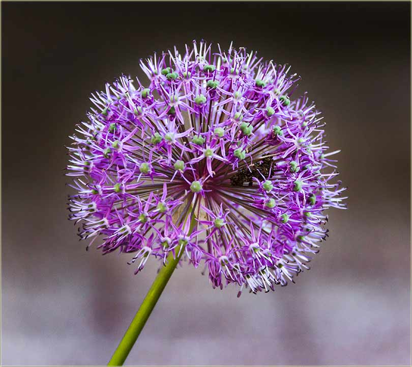 Kako se zove ova cvećka ?