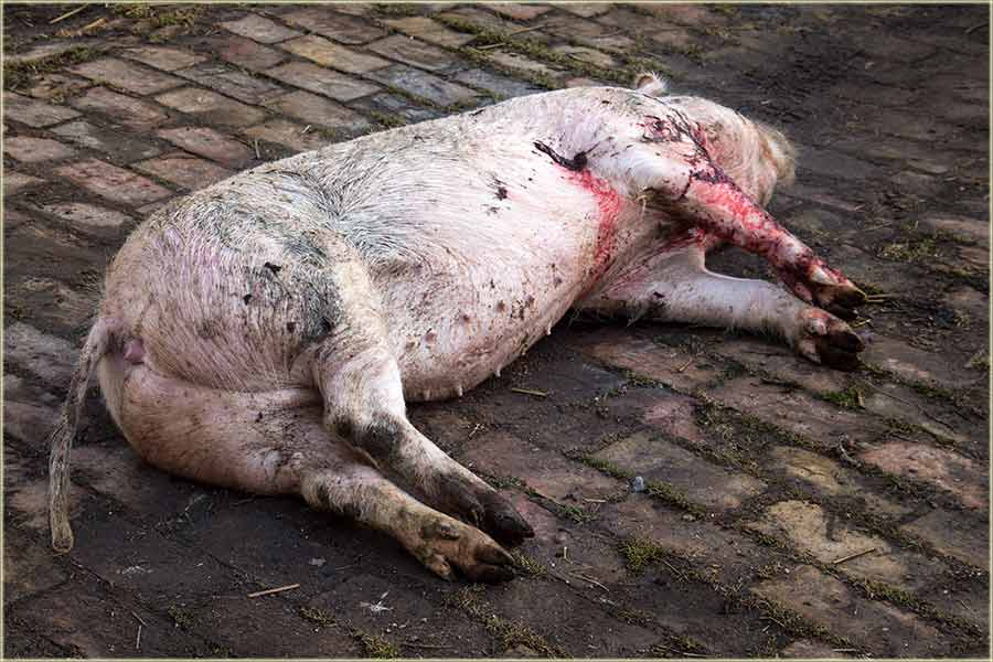 Važno uputctvo za kasapina !!!