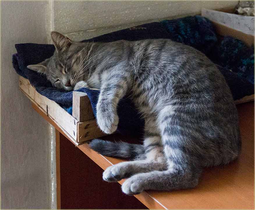 Kanda je bijo zdravo, jako sanjiv !!!