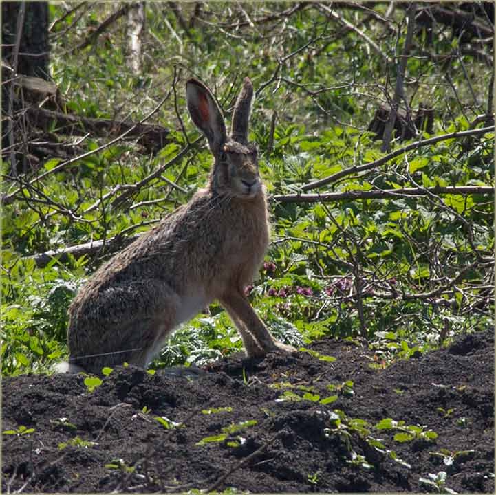 Naši zecovi, se neBojidu slikera !!!