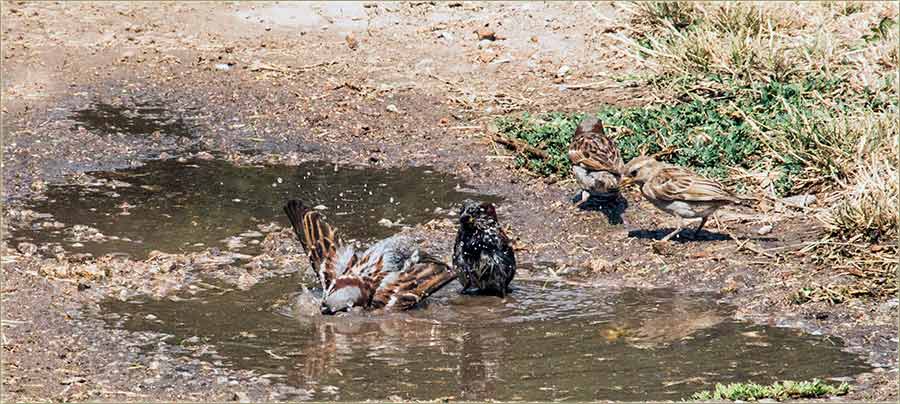 Naprdnjački monstrumi !!!