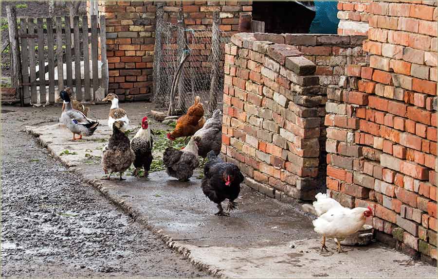 Kakva li je ovo kokoška bila ?