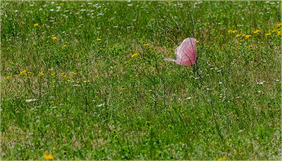 Di guđ se okreneš...