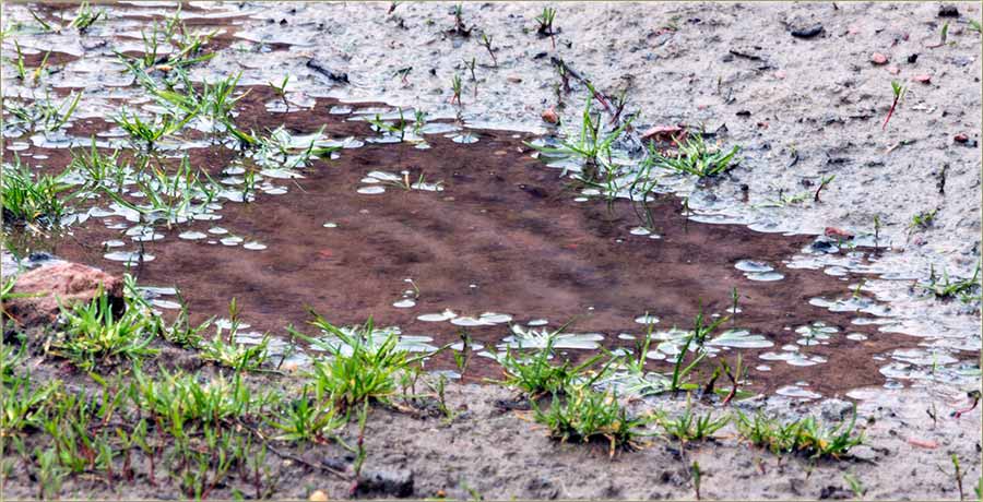 Tek je nekolko dana proleće...