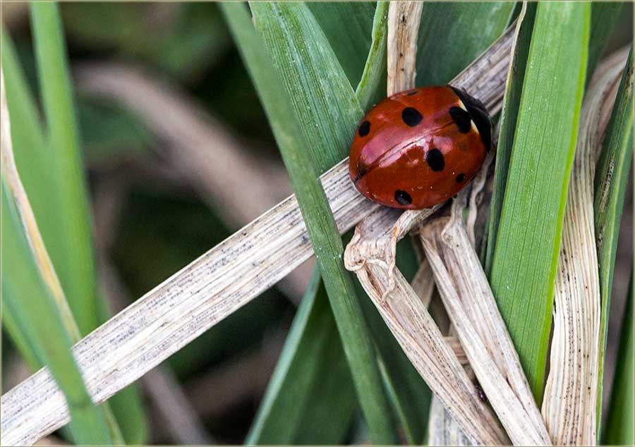 I bobamare su krenile !!!