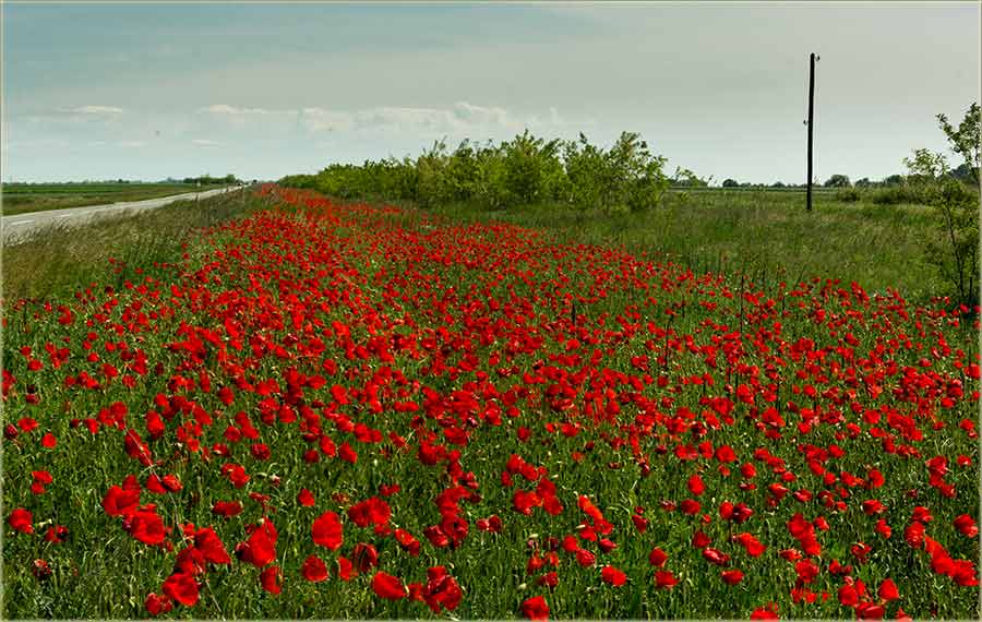 Bulke, izmeđ Novog Miloševa i Novog Bečeja !!!