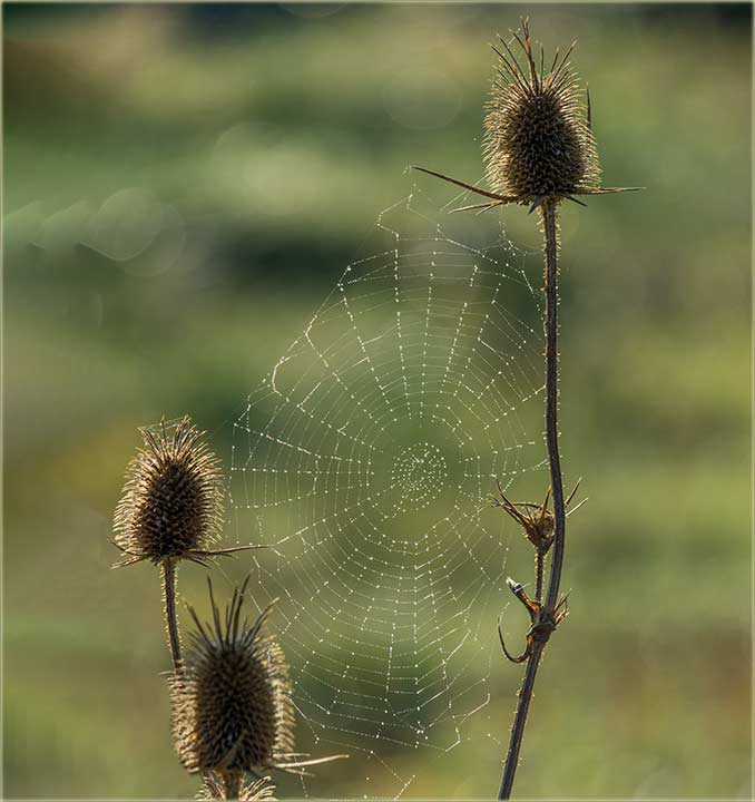 Sitni biseri na pavučinu...