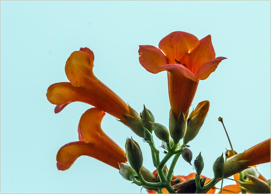 Vole, a neMiriši cvećke !!!