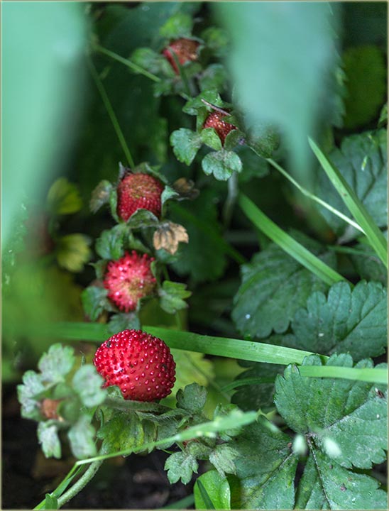 Ukrasne, divije jagode...