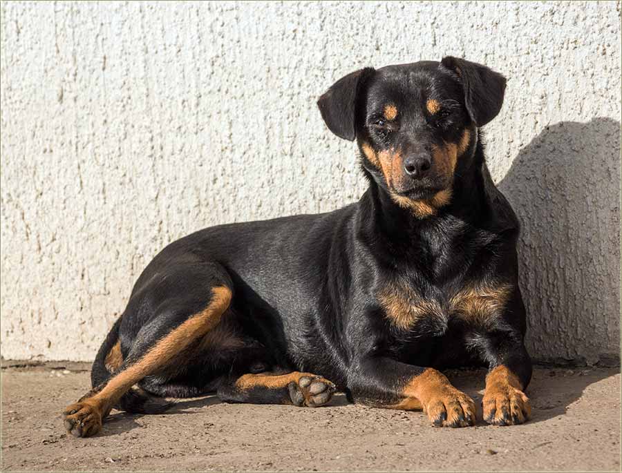 Kućni mezimac, sas nezgodnim imenom...