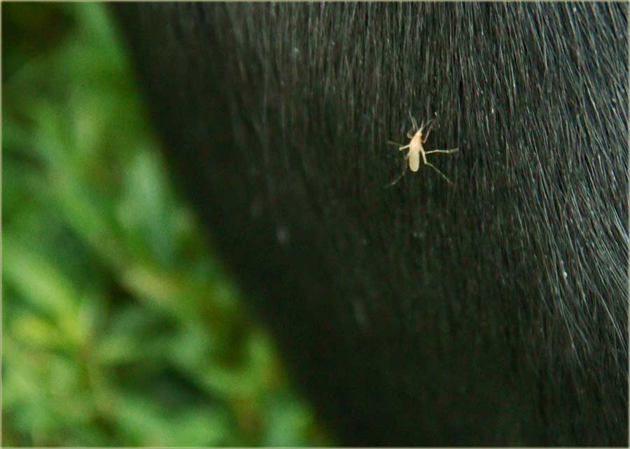 Ima komaraca..., al nikog neUjedadu !!!