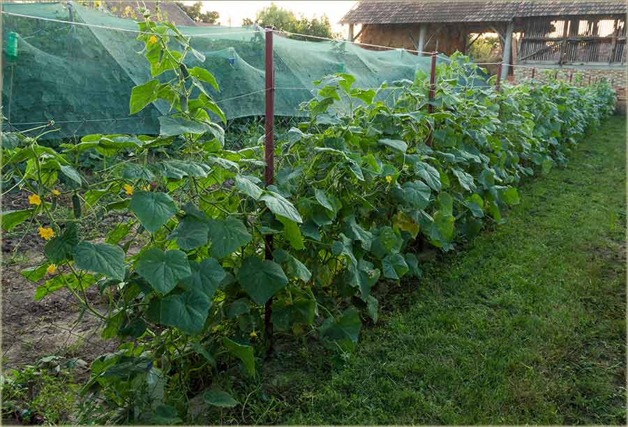 Imal ko ovaku ogradu, izmeđ bâšti ?