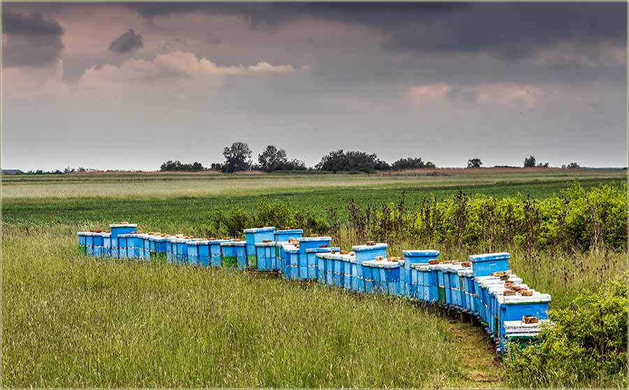 Zar smeš da ostaviš košnice uAtar ?!?