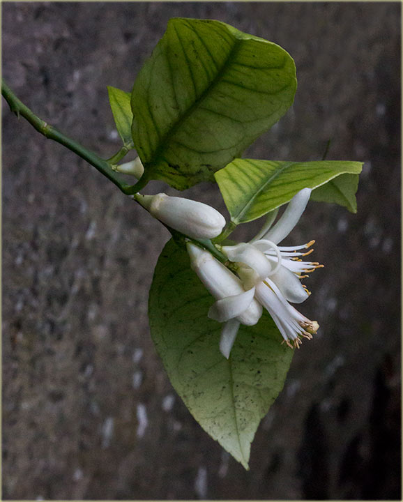 Biće limuna i smokvi ove godine !!!
