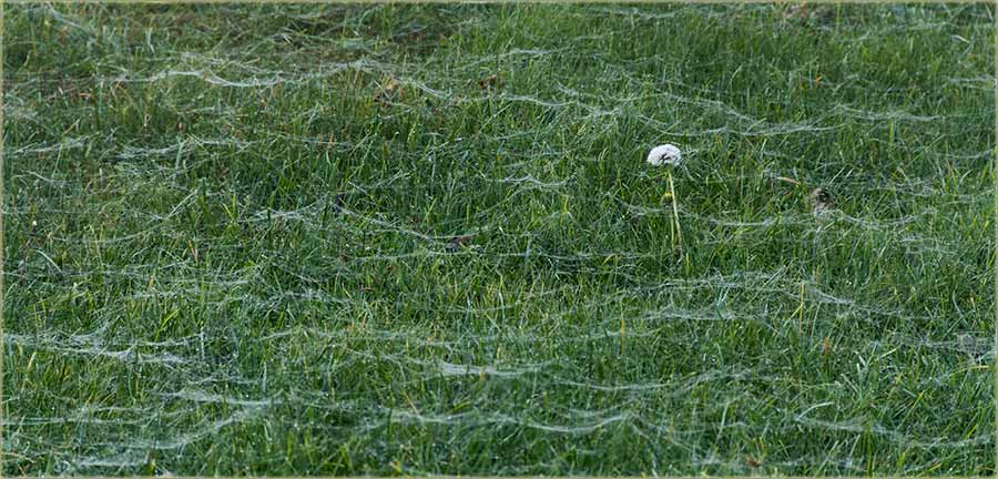 Magla i pavučina, umedu lepa čuda da stvaradu !!!