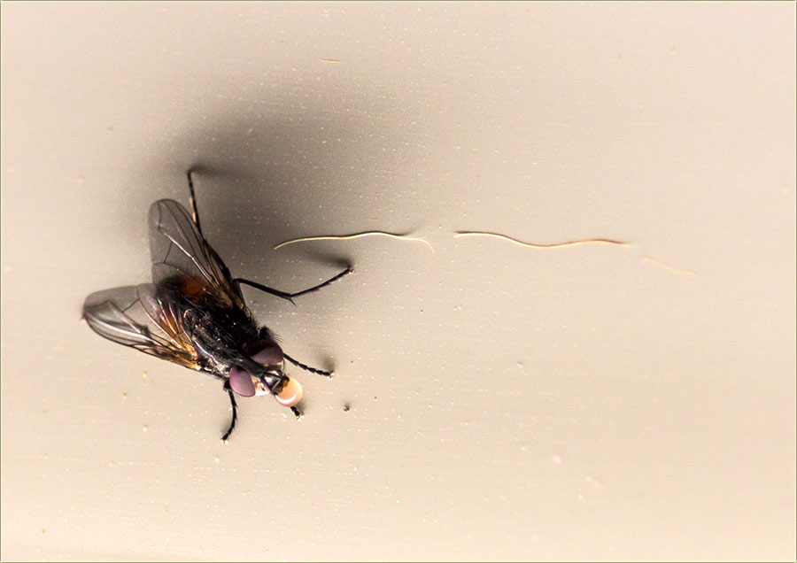 I muve žvaćedu žvakaće !!!