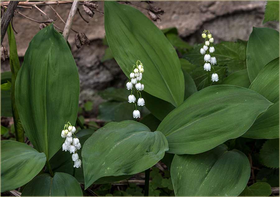 NM đurđevak, a za NM Tajnu II ...