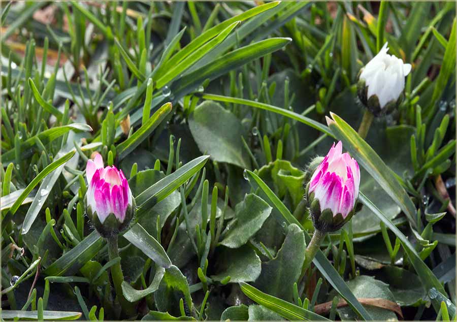 Srećan 8-mi mart !!!