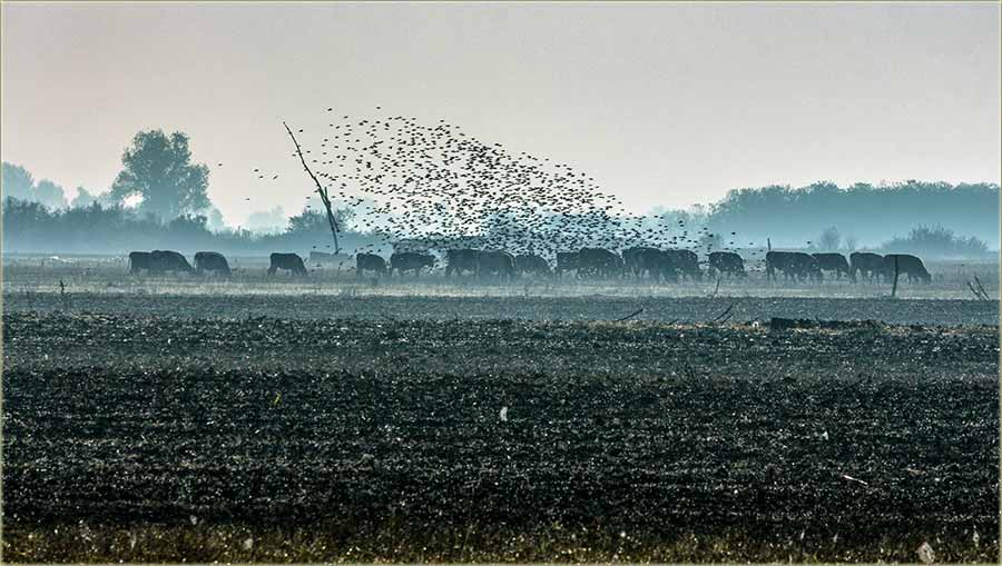 Banatcki jedrenjak, na Panonsko more...