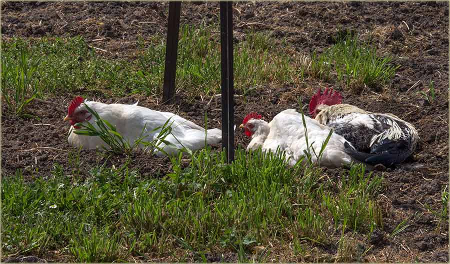 Kokošija uživancija !!!