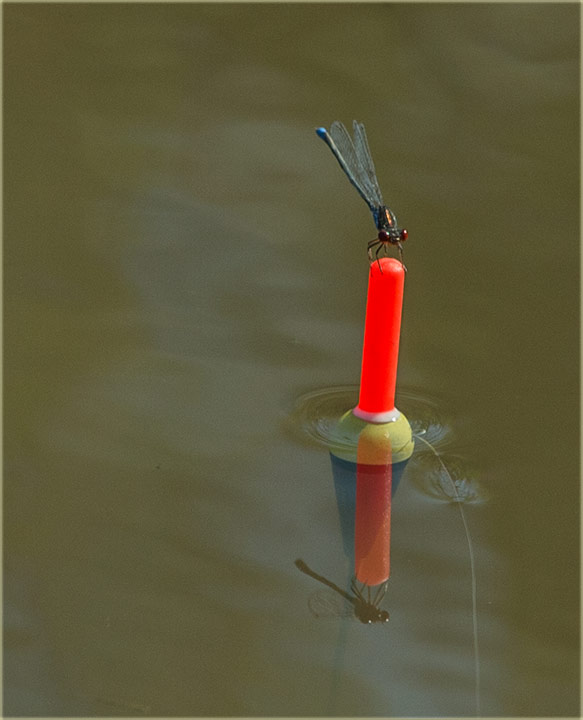 Carassius gibelio i Amiurus nebulosus...