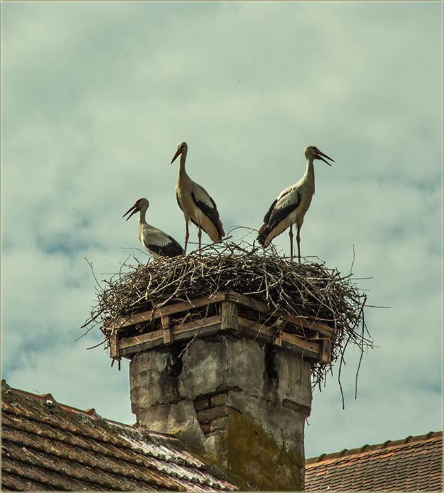 Rodčići su napustili gnjizdo !!!