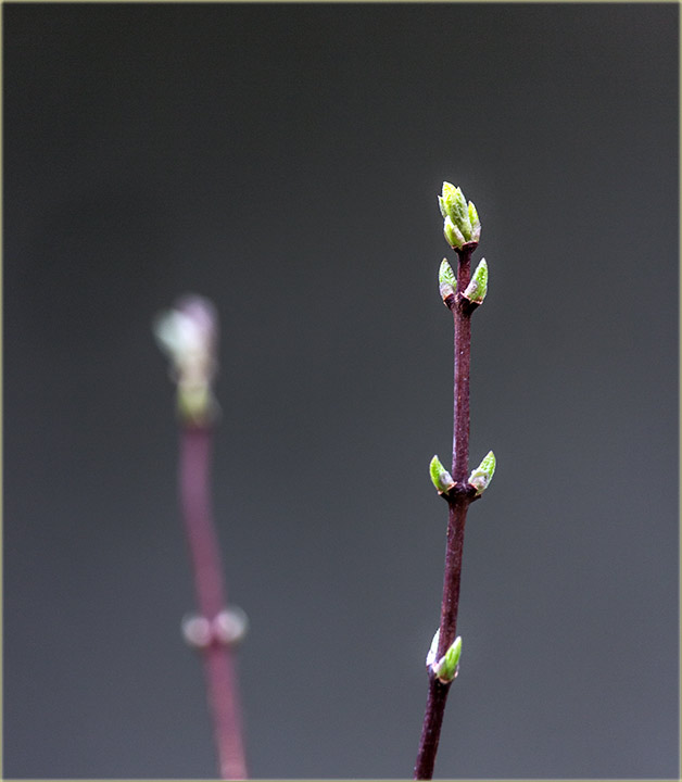 Cigurni znakovi, da proleće kreće !!!