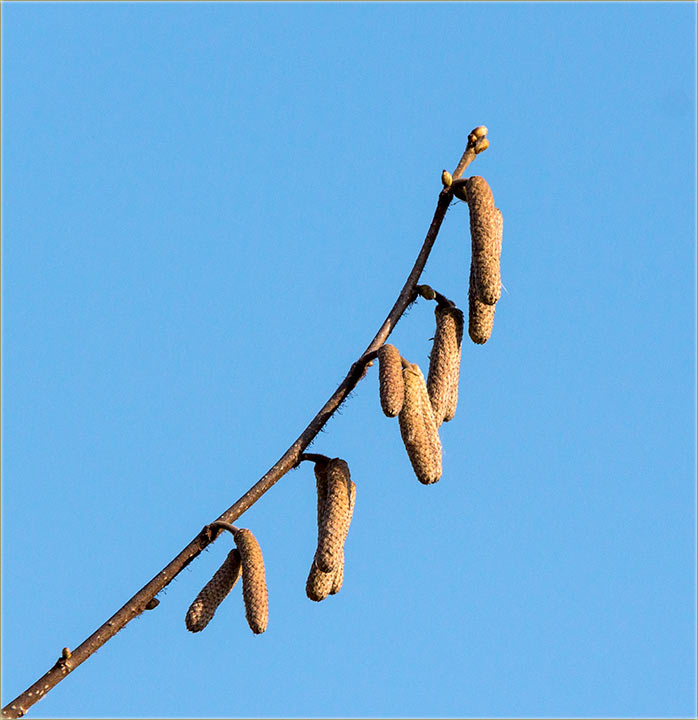 Prvi vesnik proleća !!!