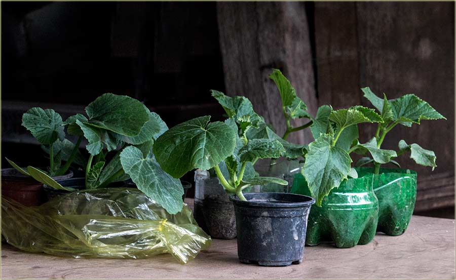 SoČim se ovi dana, najviše bavidu milošefčani ?