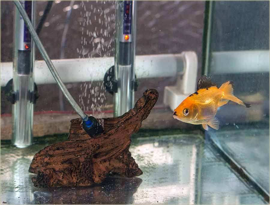 Meurovi za ribice...