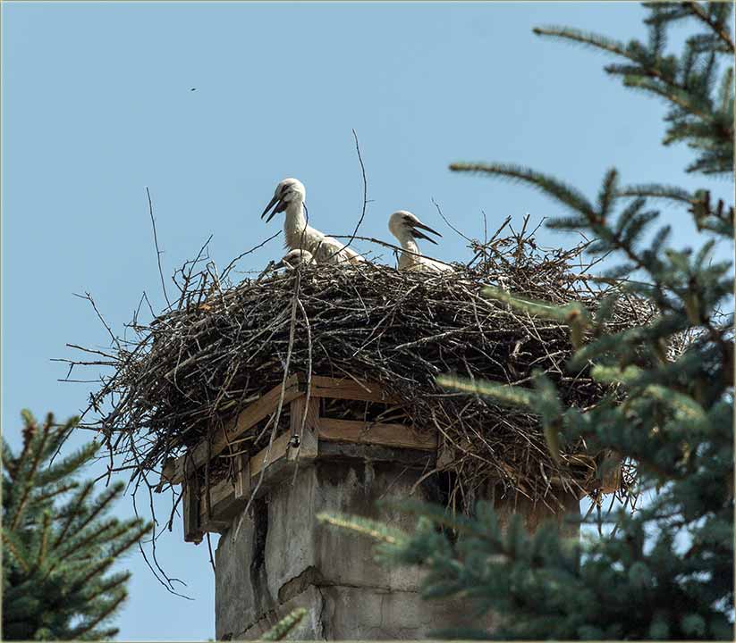 Već su velički !!!