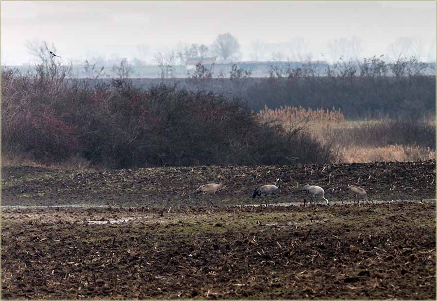 Još ima sivi ždralova...