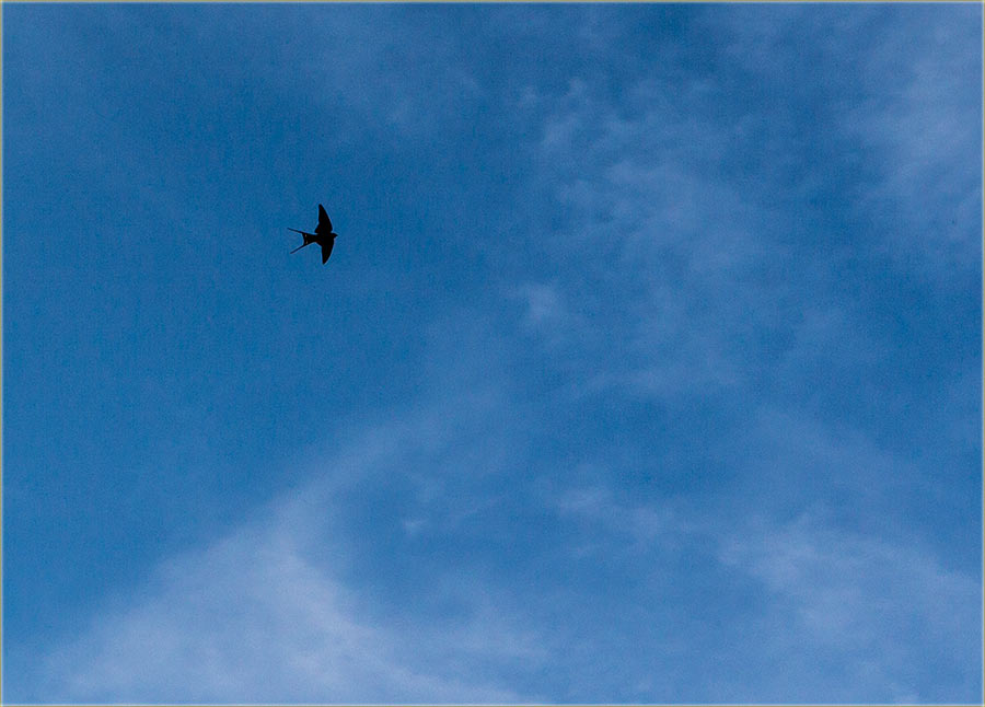 Stigle su nam lasteee !!!