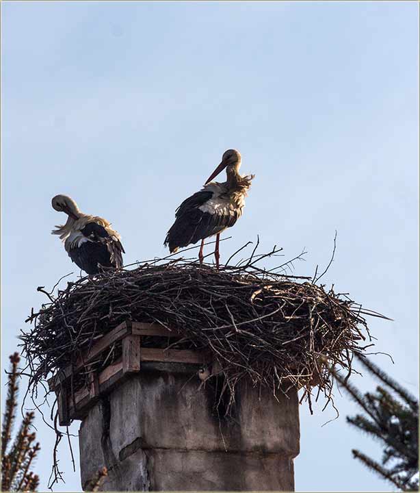 Stigle su nam rode !!!