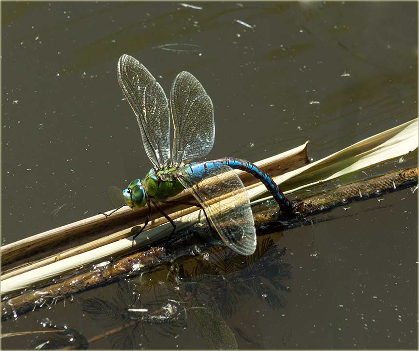Vilinski konjic lêže jaja...