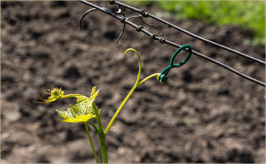 Čudno, čudo prirode !!!