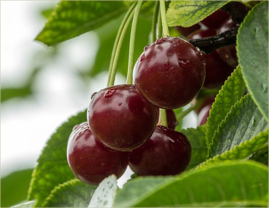 Kad bi živijo u Miloševo...