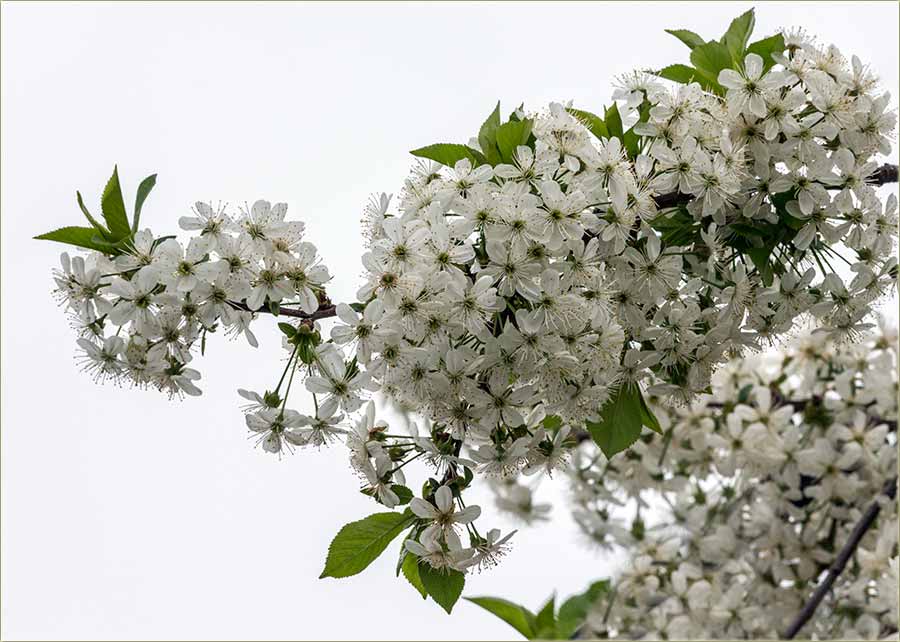 Dal cvetadu višnje u Miloševo I ?