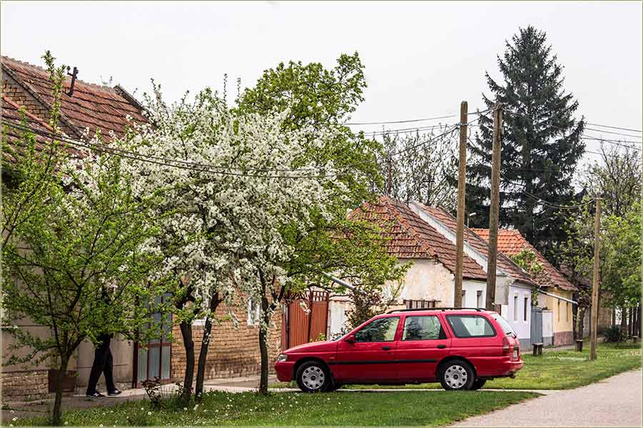 Dal cvetadu višnje u Miloševo II ?