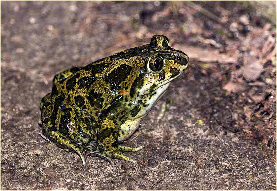 Prvi žabac ove godine !!!