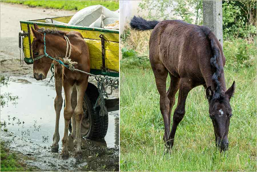 Ždrebe izBeodre i ždrebe izKarlova !!!