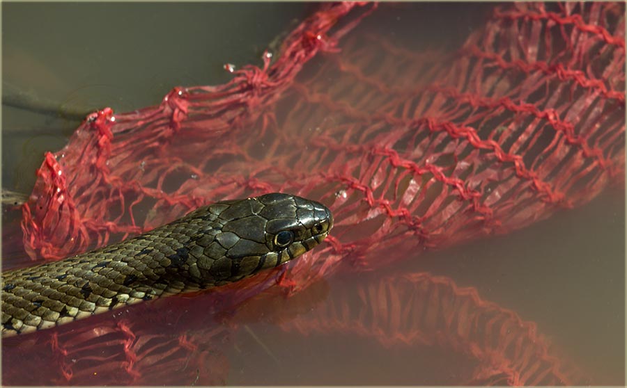 NeZvata gošća, a na pecanje !!!