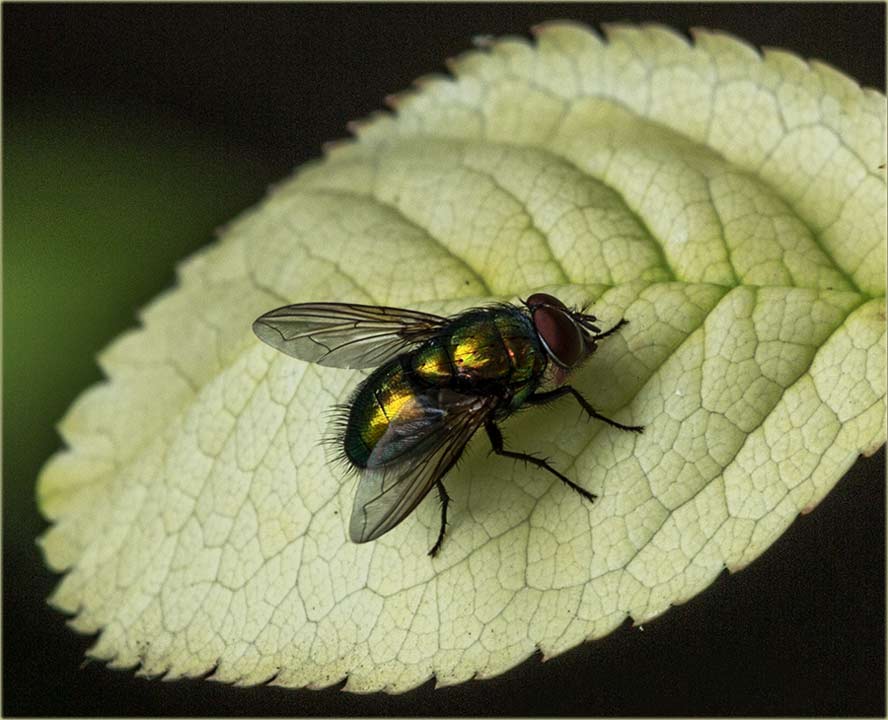 Sve je više dzundzara podGuzara, uZadnje vreme !!!