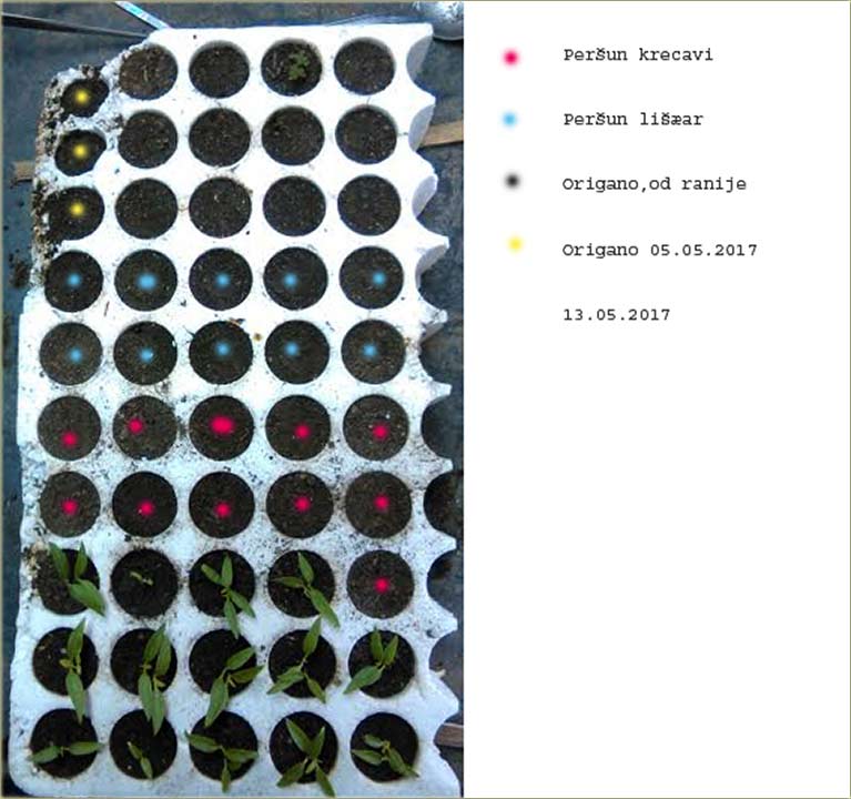 Androjid i râsad !?!