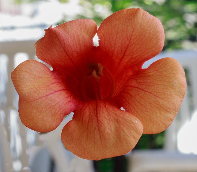 Biće tu još lepi dâna !!!